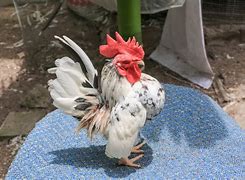 Image result for Serama Chicken Exchequer