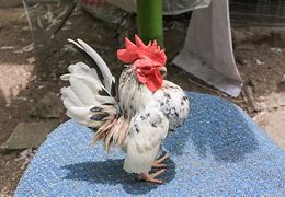 Image result for Serama Chicken Baby