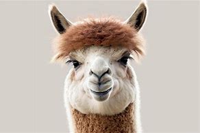 Image result for Lama Smiling