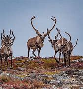 Image result for Caribou Reindeer Herds