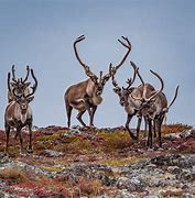 Image result for reindeer and caribou migration