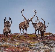 Image result for reindeer and caribou habitat