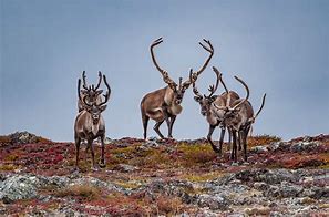 Image result for Difference in Caribou and Reindeer