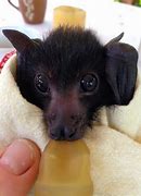 Image result for baby bat care