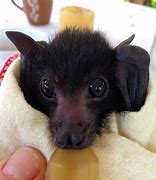 Image result for Baby Bat On Outside of Window