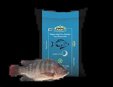 Image result for Live Tilapia Fish