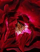 Image result for Macro Photography Natural Forms