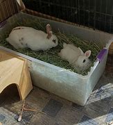 Image result for Rabbit Litter Box