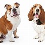 Image result for English Bulldog Basset Hound Mix