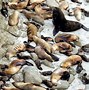 Image result for Sea Lion Map