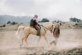 Image result for Person Riding Horse