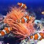 Image result for School of Clownfish