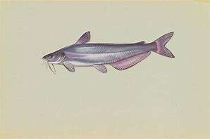 Image result for Blue Catfish Ictalurus Furcatus