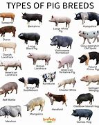 Image result for Swine Breeds Poster