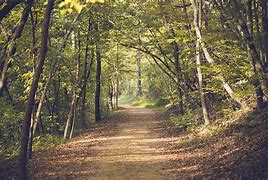 Image result for Staright Forest Path