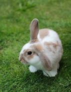 Image result for Black Bunny Rabbits