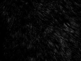 Image result for Black Fur Wolf Dog