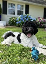 Image result for Brown and White Goldendoodle