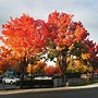 Image result for California Maple Tree