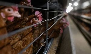 Image result for Egg Farming