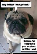 Image result for Pug Sayings