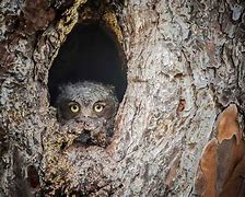 Image result for Hiding Owls