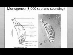 Image result for Monogenea