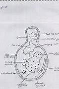 Image result for Yeast Diagram