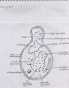 Image result for Yeast Structure Diagram