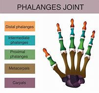 Image result for Fox Phalanges