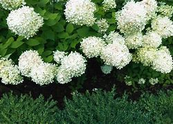 Image result for Limelight Hydrangea in the Landscape