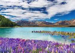 Image result for New Zealand Spring Flowers