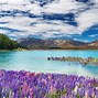 Image result for New Zealand Spring Flowers