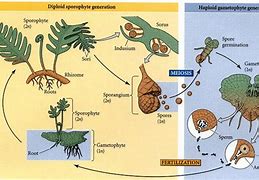 Image result for A Diploid Sporophyte