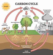 Image result for Carbon Cycle Diagram