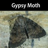 Image result for Gypsy Moth Invasive Species