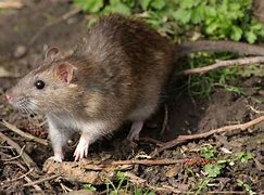 Image result for Rat Free