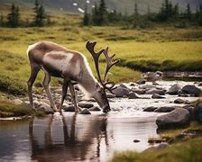 Image result for Reindeer and Caribou