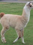 Image result for Llama Pasture