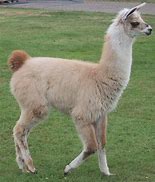 Image result for Giant Llama