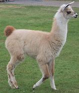 Image result for Llama Tierna