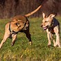 Image result for Pit Bull Lab