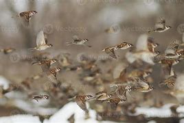 Image result for Flock of Sparrows