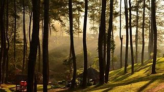 Image result for Hutan Pinus Bandung