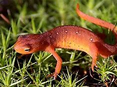 Image result for Newt