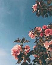 Image result for Cute Pastel Pink Aesthetic Flowers