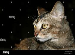 Image result for Cat Face 34 View