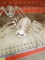 Image result for Aotus Skeleton