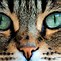 Image result for Cat Eyes Background