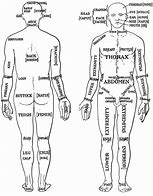 Image result for Anatomical Position Blank Diagram